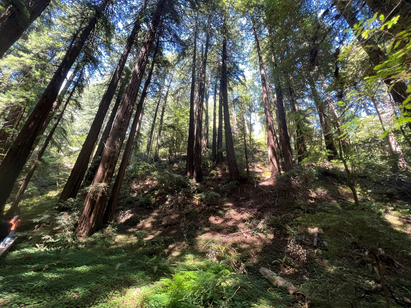 Redwood forest in Muir Woods, tall trunks rising into shadow